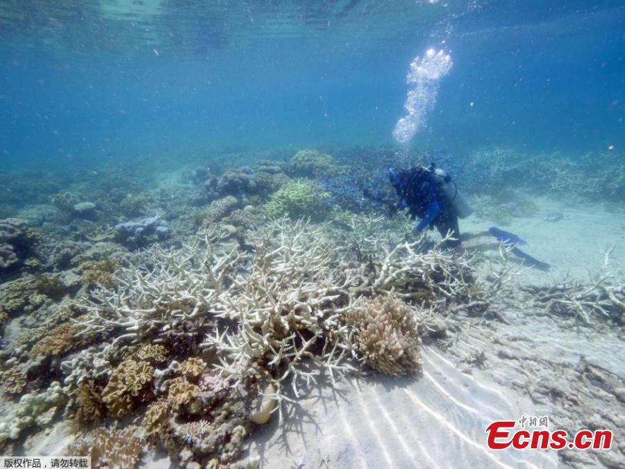WWF: Worst coral bleaching on Lizard Island since 2002 a cause for concern(1/4)