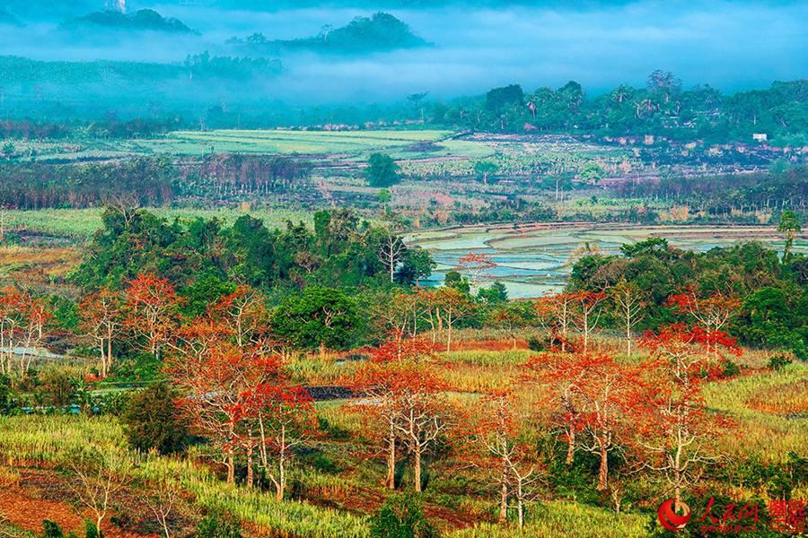 Beautiful Kapok flowers bloom in Hainan(1/11)