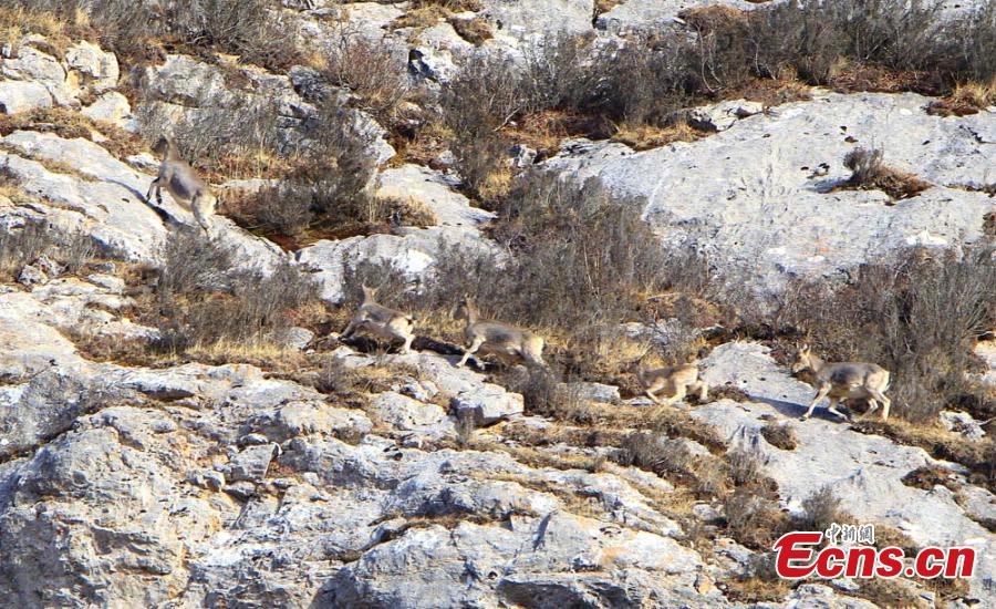 Blue sheep nimble on Gansu cliffs(1/4)