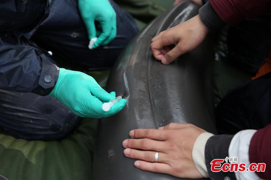Yangtze River finless porpoise gets ID(1/3)