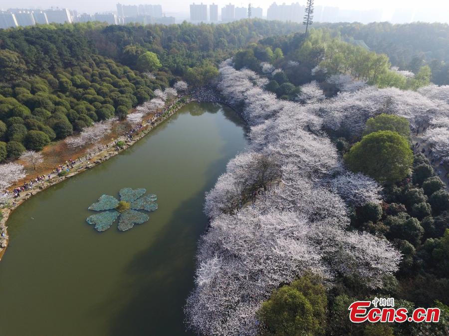 Cherry blossoms in full bloom(1/6)