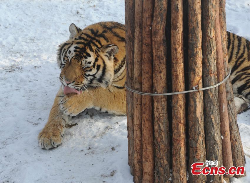 Animals enjoy snow at NE China zoo (1/4)