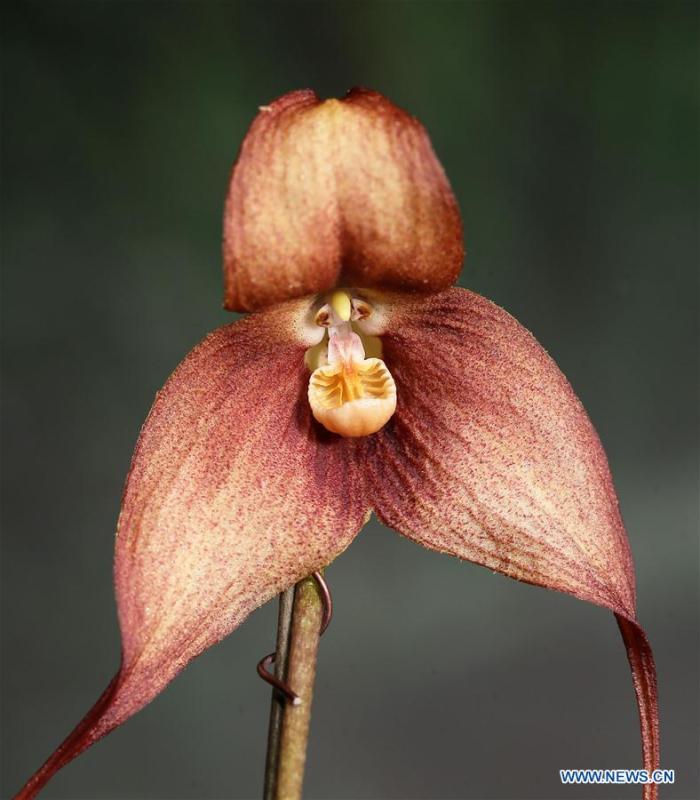 Int'l orchid show to be held in China's Taiwan(1/3)
