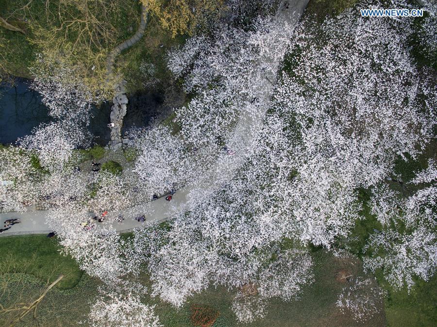 In pics: cherry blossoms of Taiziwan Park, E China(1/4)