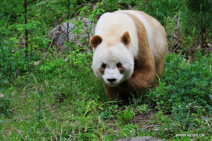 Rare brown giant panda seen in Shaanxi(1/4)