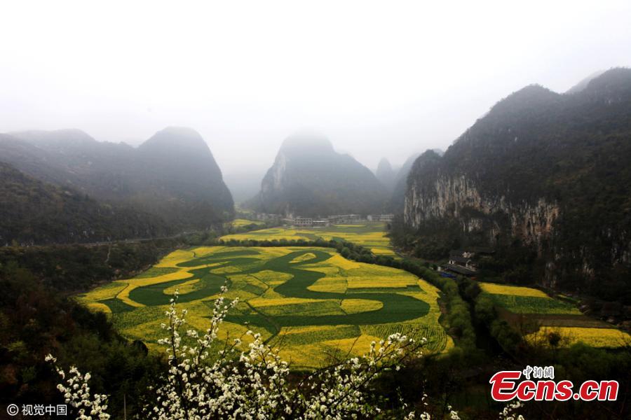 Chinese character 'dragon' appears in cole flower field (1/3)