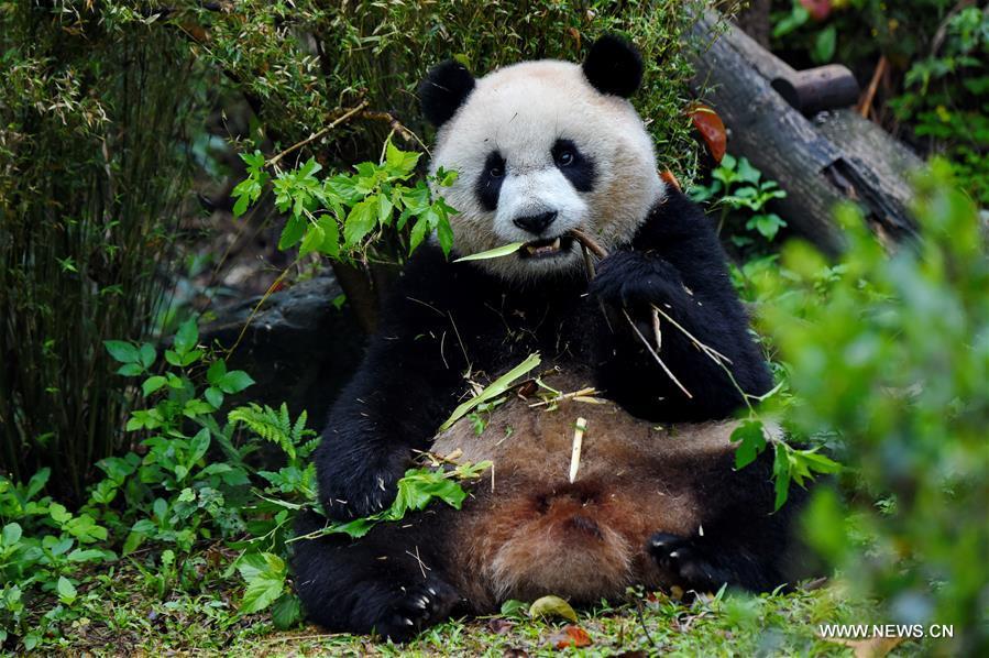 More than five million people visit giant panda 'Yuanzai' at Taipei Zoo(1/7)