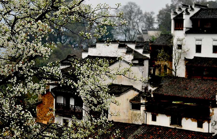 Flowery spring comes to Wuyuan, Jiangxi province(1/5)