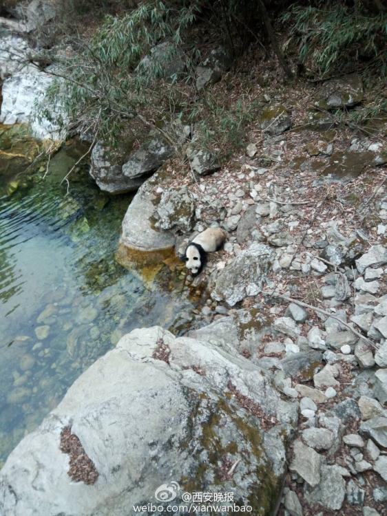 Wild giant panda spotted in village (1/2)