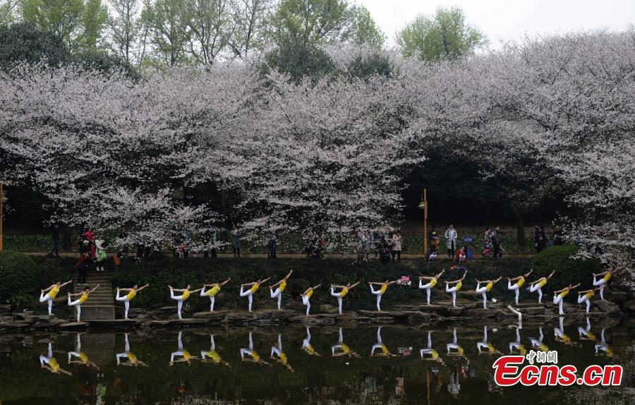 Practicers perform yoga at a botanical garden in Changsha City, the capital of Central China’s Hunan Province, March 15, 2016. Some 100 yoga enthusiasts attended the event to promote a healthy lifestyle as the garden’s cherry blossoms are in full bloom. (Photo: China News Service/Yang Huafeng)