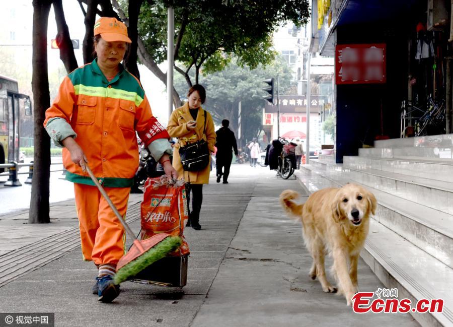 Canine companion: Pet helps work of sanitation worker(1/5)