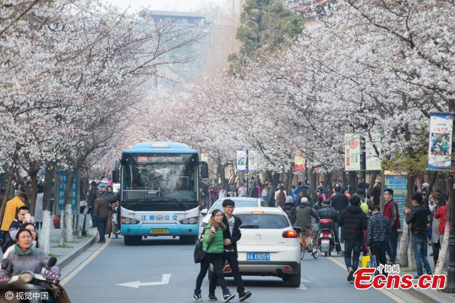 Tourists flood 'cherry blossoms' road in East China city(1/4)
