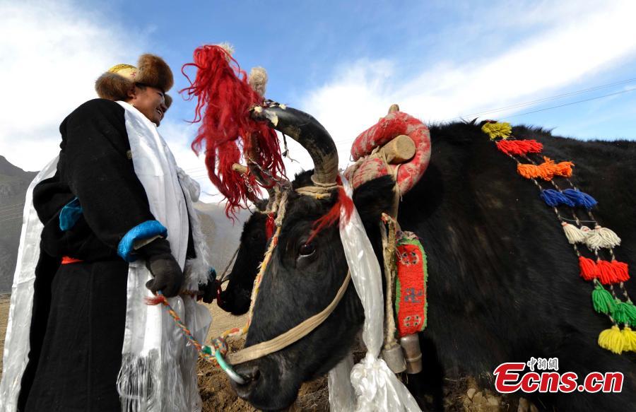 Tibet holds spring farming ceremony(1/6)