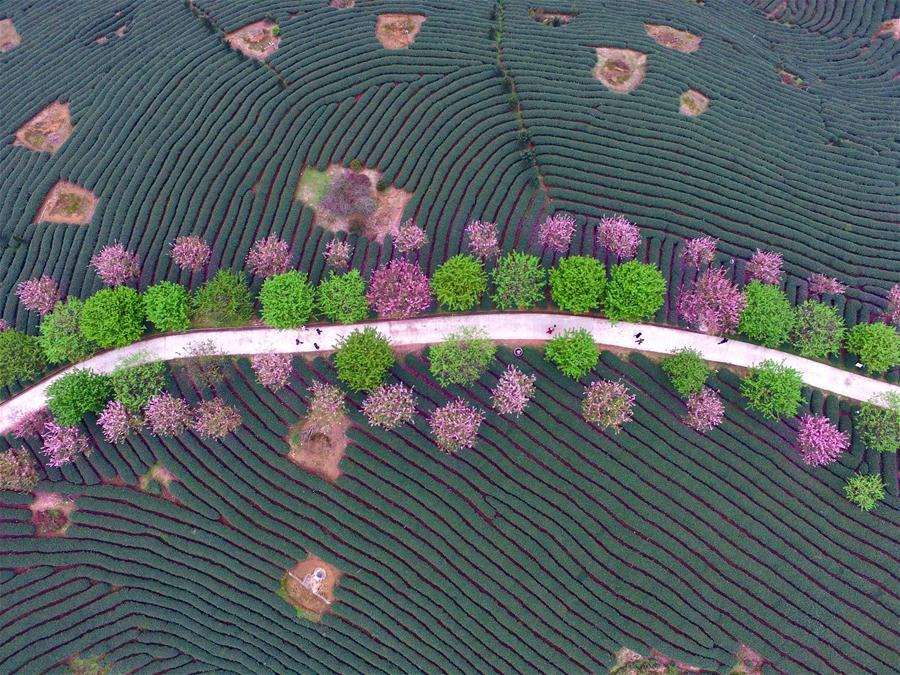 Scenery of blooming cherry and tea garden in Fujian(1/5)