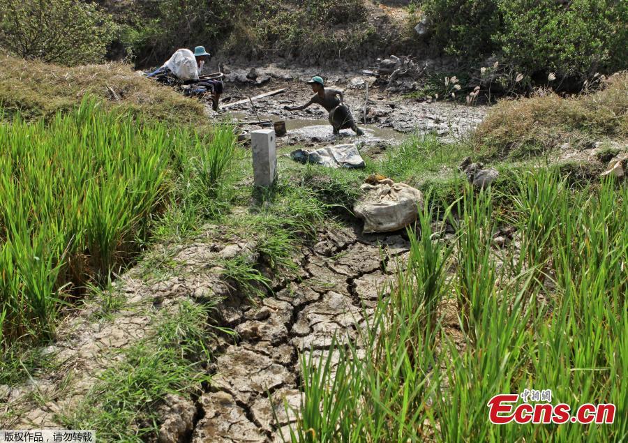 Vietnam hit by worst drought in 90 years(1/5)