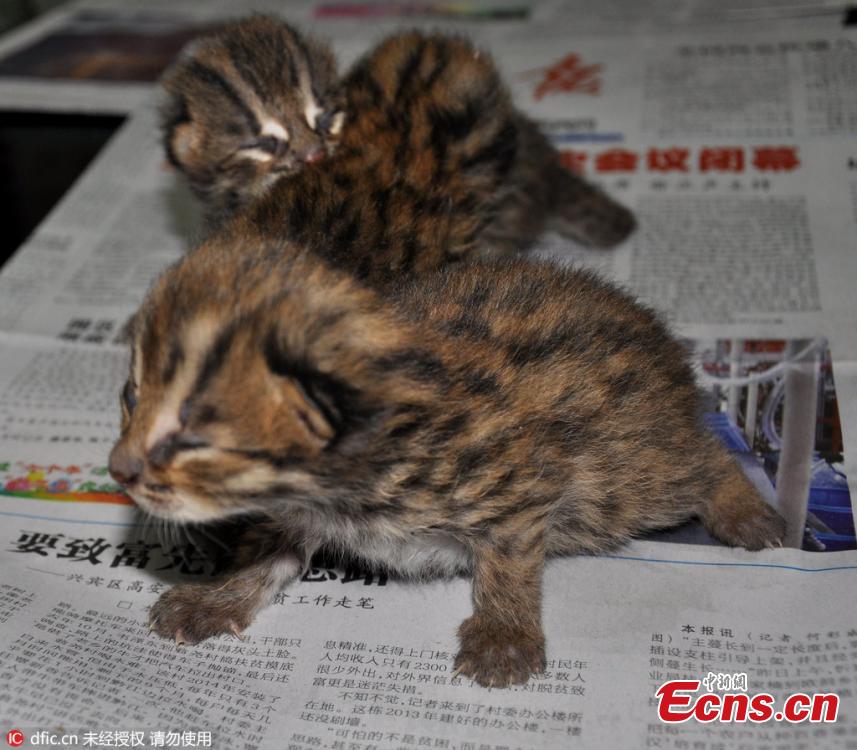 Leopard cat kittens saved in South China village(1/3)