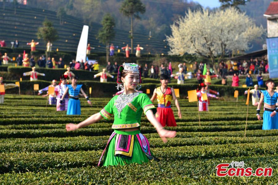 Spring tea harvest starts in well-known producing area Wufeng(1/5)