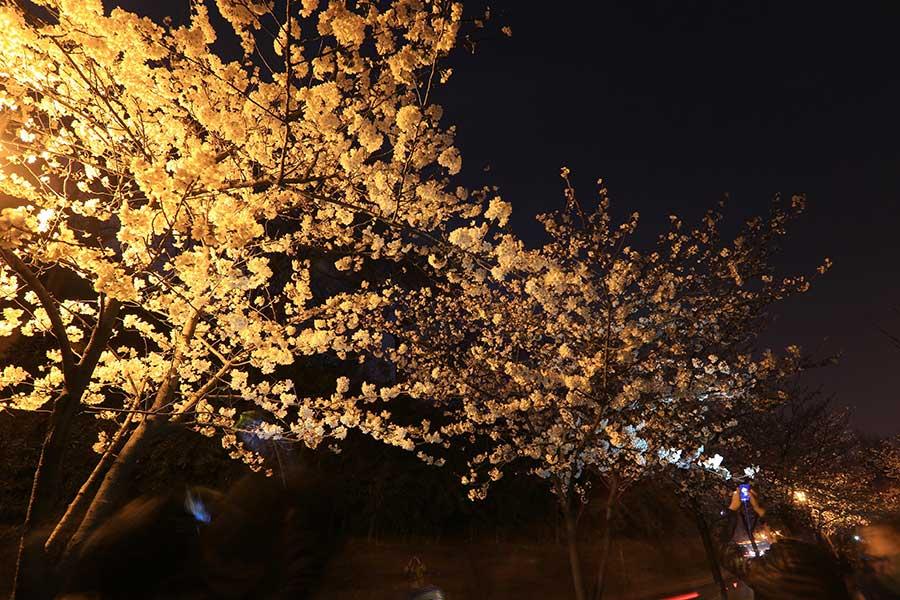 Cherry blossoms bathed in night light in Nanjing(1/5)