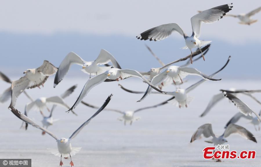 100,000 migratory birds refresh at wetland(1/3)