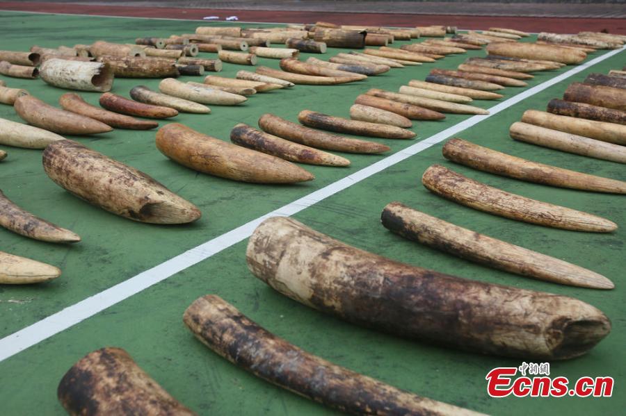 Police bag 450kg of illegal ivory(1/4)