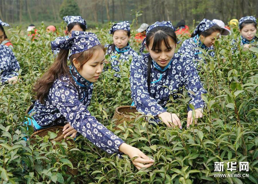 Nanjing's Yuhua spring tea harvest begins(1/5)