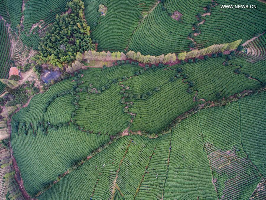 Tea farmers celebrate harvest in Zhejiang(1/6)