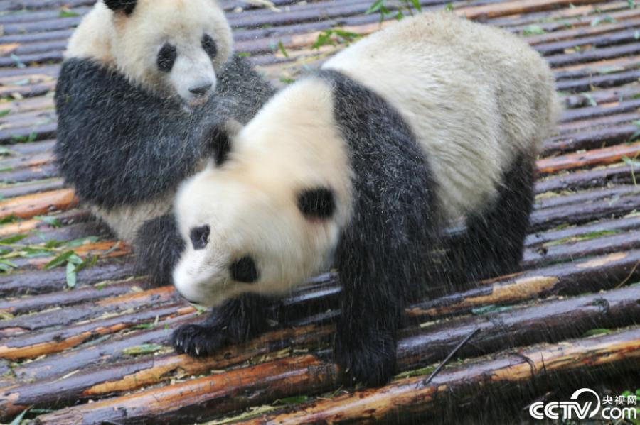 Cute panda babies play in the rain(1/11)
