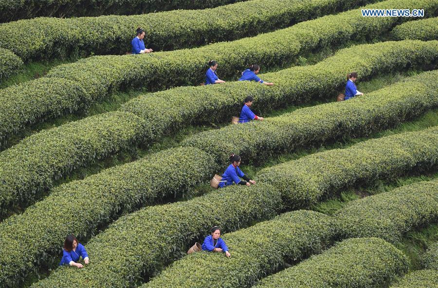 S China's tea farmers receive harvest season(1/9)