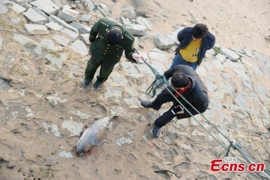 Finless porpoise found dead on eastern shore (1/3)