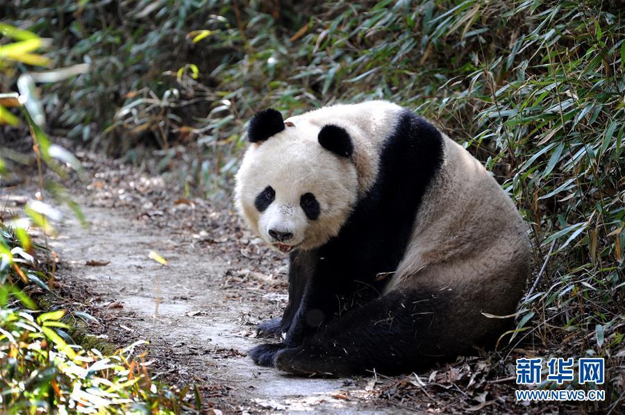 Encounter with wild Qinling pandas(1/6)
