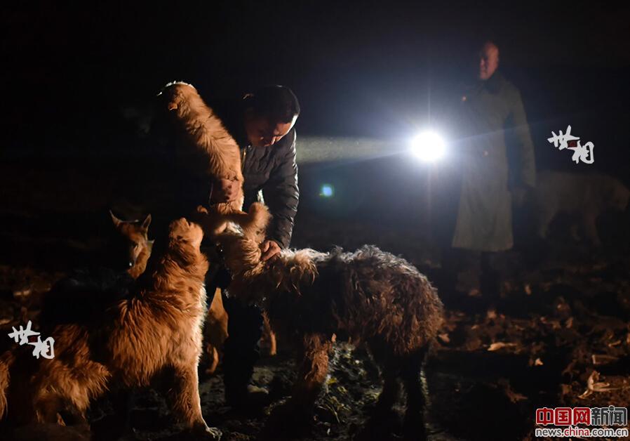 Man devotes his efforts to saving dogs(1/11)