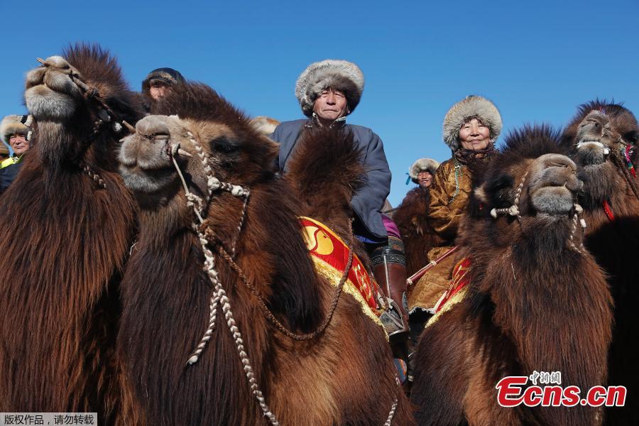 Mongolian camels set Guinness world record (1/6)