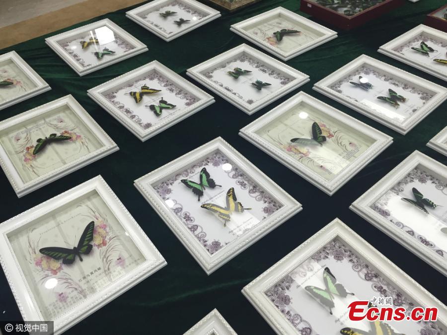 Jinan customs seize 1,180 endangered butterfly specimens (1/4)