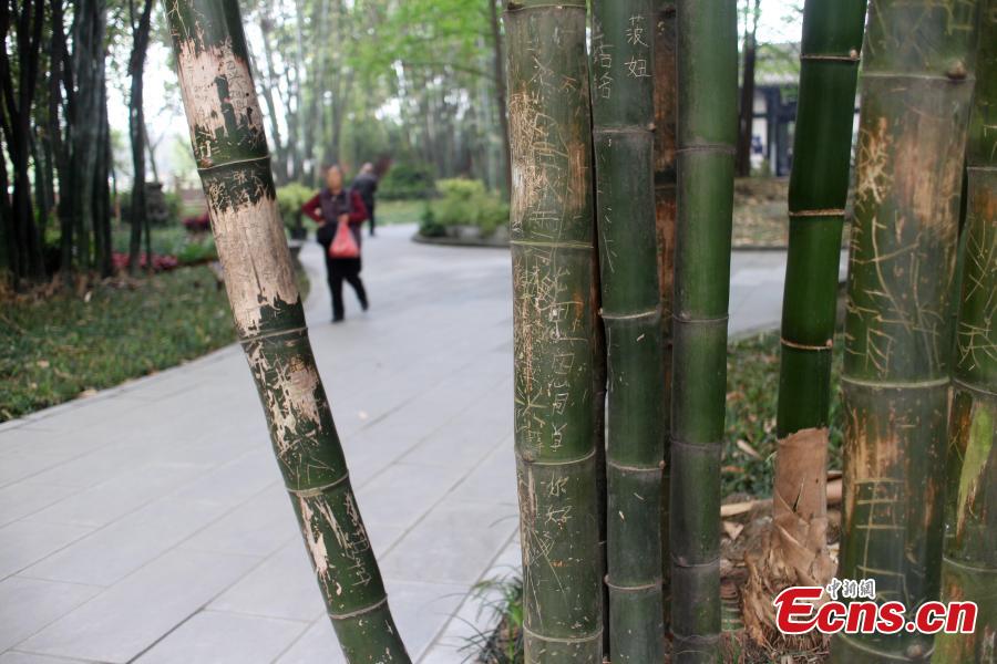 Bamboo park marred by graffiti (1/10)