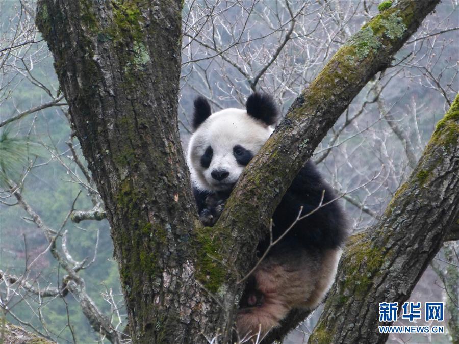 Wild pandas' natural mating spotted in NW China(1/4)