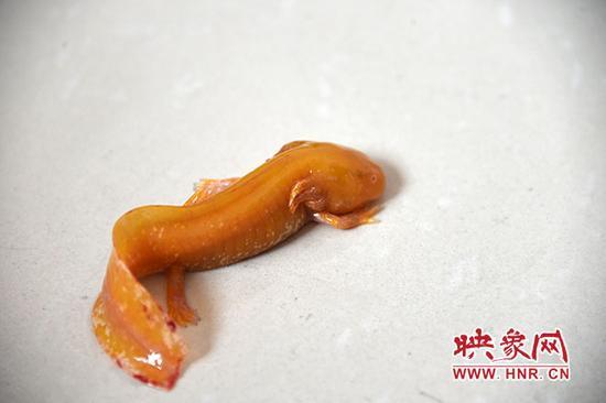 'Water monster' turns out to be pet axolotl(1/4)