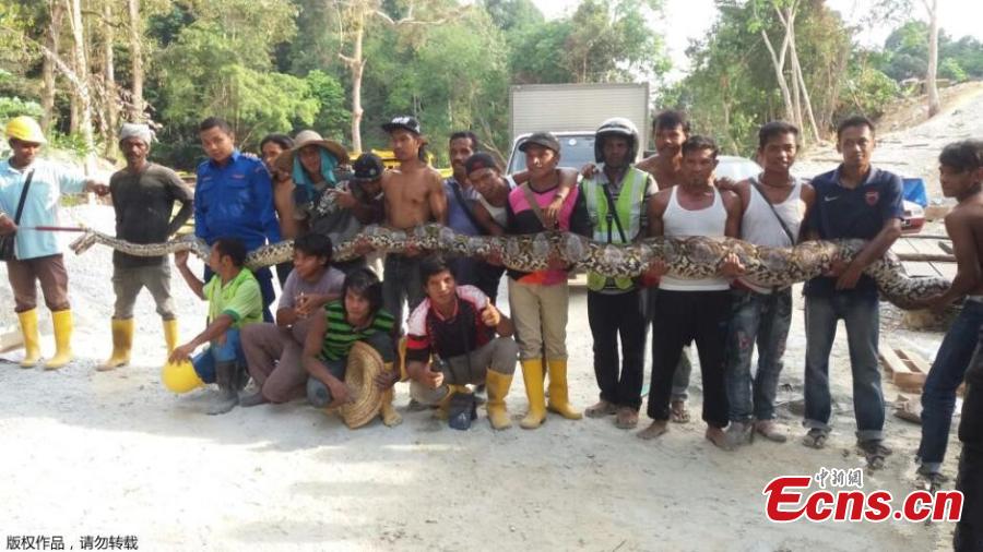 Massive 8-meter python captured in Malaysia (1/2)