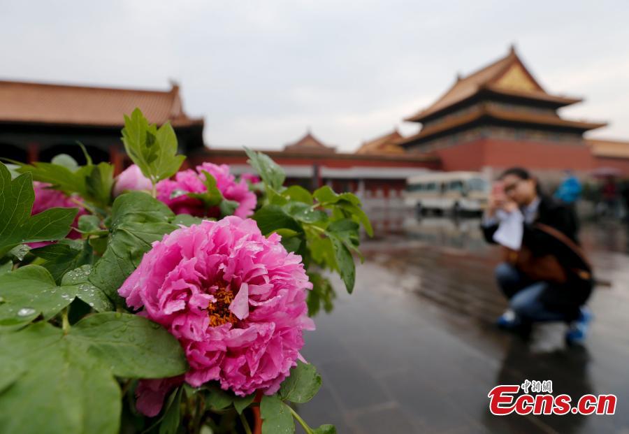 Peony flowers bloom in Palace Museum show(1/4)