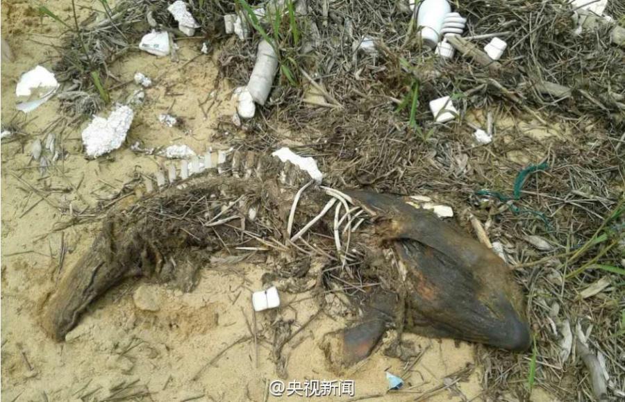 Six dead finless porpoises found in Poyang Lake(1/5)