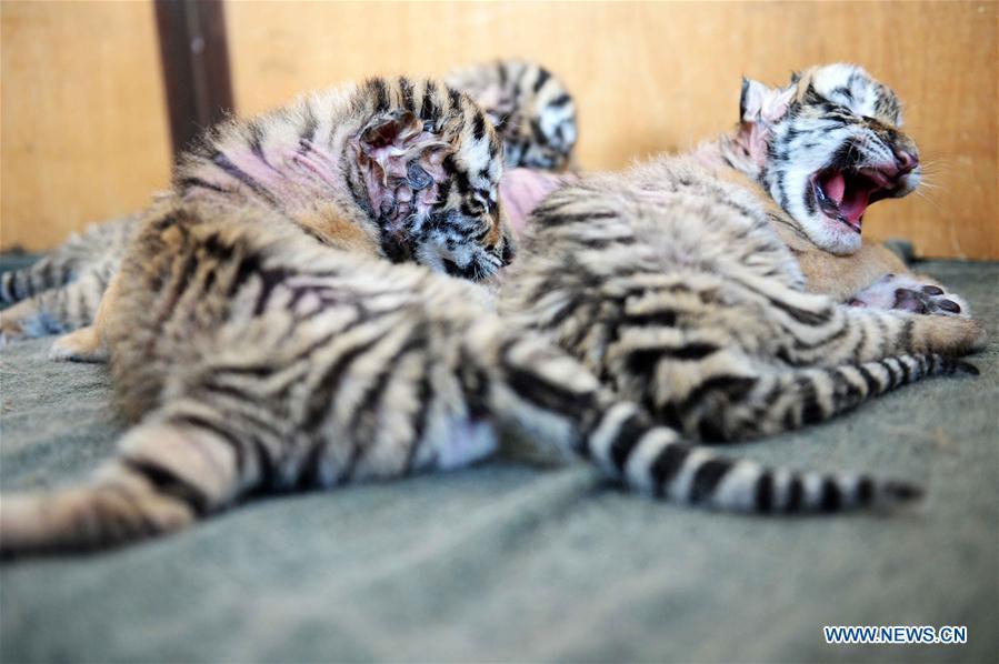 6 siberian tiger cubs born in Harbin(1/6)
