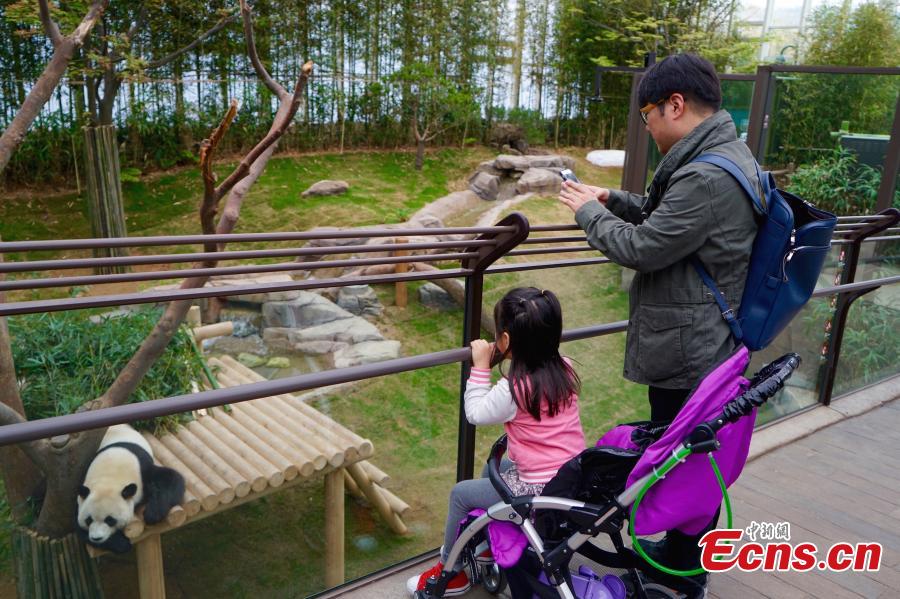 Chinese pandas adapt well in South Korea(1/4)