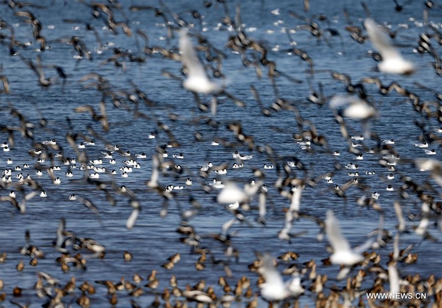Migrant birds fly above wetland along seaside off Qinhuangdao(1/5)