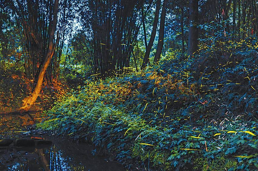 Dancing fireflies create a magical woodland glow(1/8)
