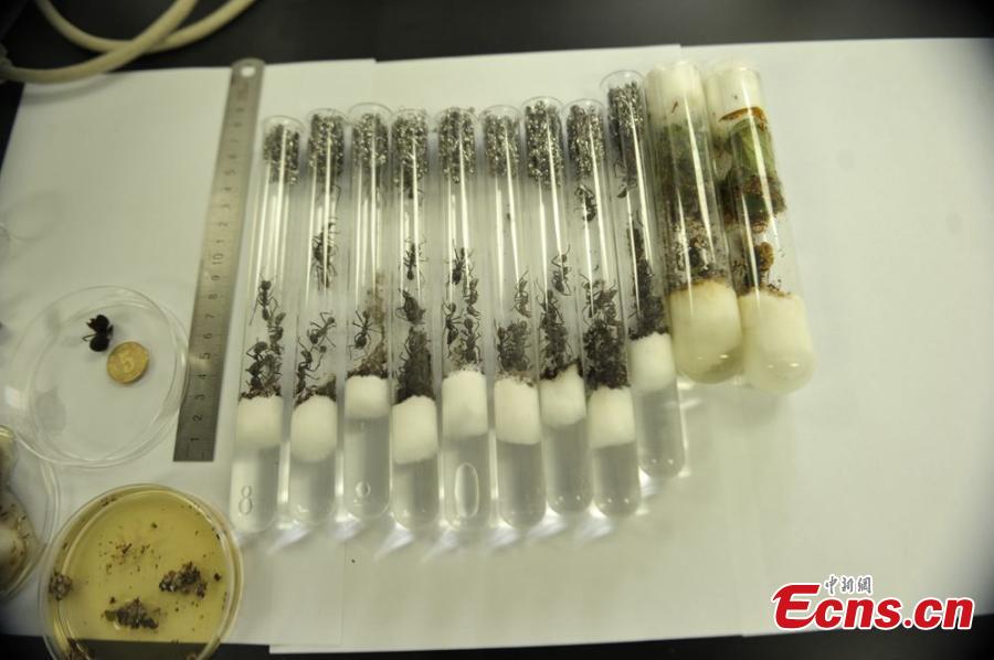 45 live ants caught inside German packages(1/4)