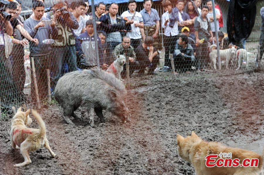 Wild boar and dog fight attracts spectators(1/4)