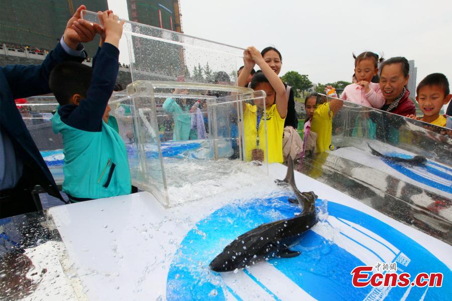 Endangered Chinese sturgeons released back into Yangtze River(1/8)
