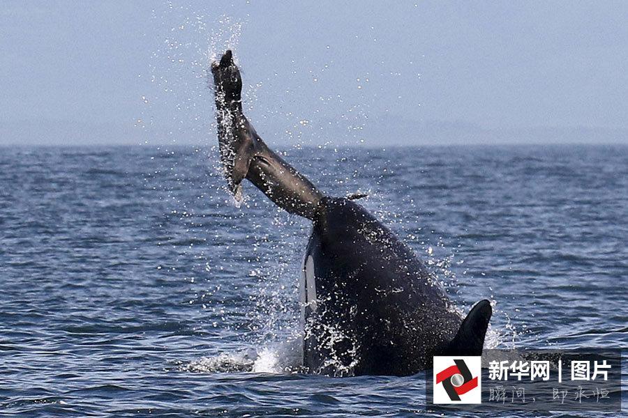 Killer whale spotted playing with its food(1/4)