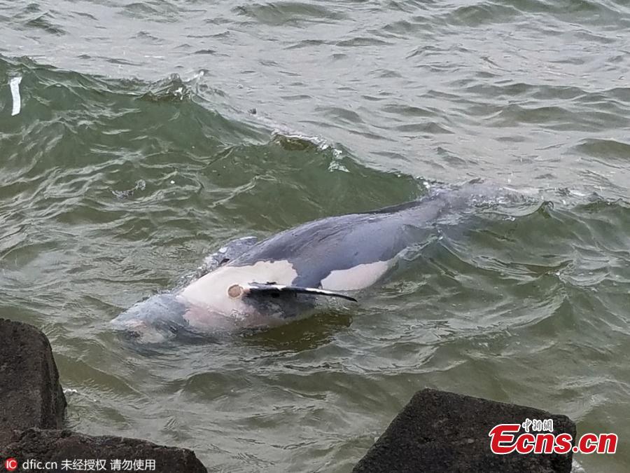 Dead dolphin found on Shandong coast(1/3)