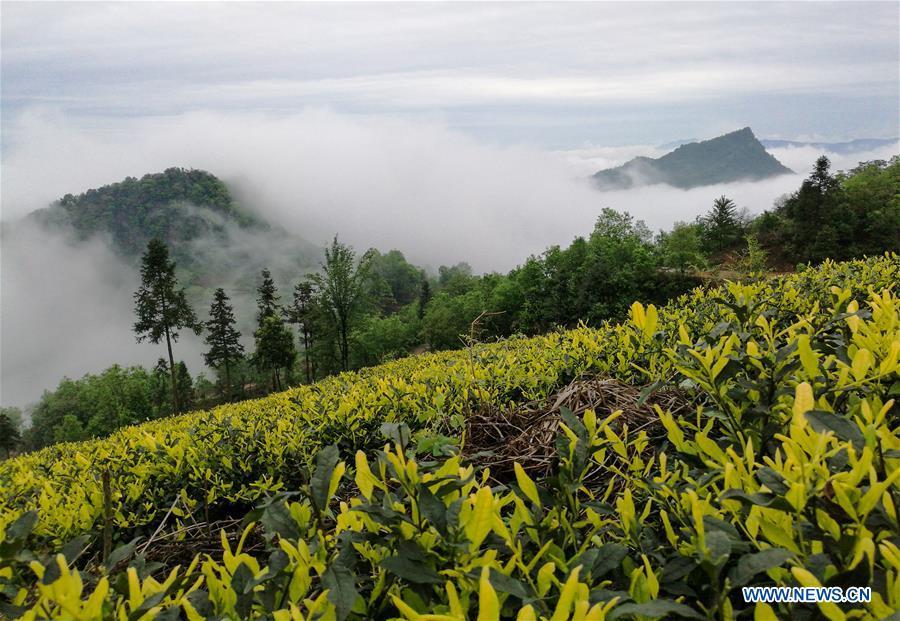 Tea plantations shrouded in clouds on Longchi mountain(1/5)