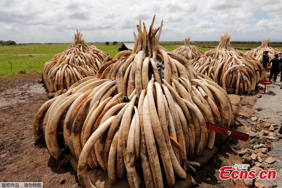 Kenya prepares to burn 150 tons of ivory to protect elephants(1/4)